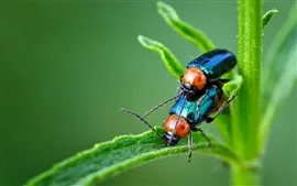 Two beetles, green plants