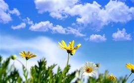 Margarita amarilla y blanca, mariquita, cielo azul, nubes