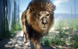 Lion marche vers vous, crinière, vue de face, zoo