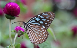Butterfly, wings, pink clover flowers