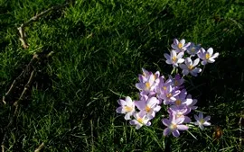 壁紙のプレビュー ピンクの蘭、花、緑の草