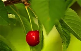 Aperçu fond d'écran Une cerise, feuilles vertes