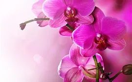 壁紙のプレビュー ピンクの胡蝶蘭、蘭、花びら、茎
