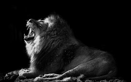 Preview wallpaper Lion, yawn, black and white picture