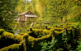 Mill, river, trees, moss, USA