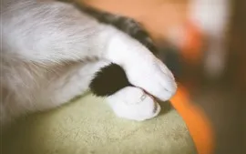 Preview wallpaper Cat paws and tail