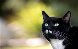 Preview wallpaper Black cat, face, green eyes, look, hazy background