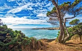 USA, mer, arbres, herbe, ciel bleu, nuages