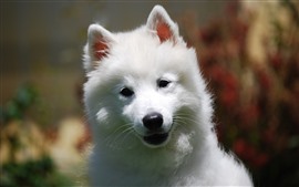 Aperçu fond d'écran Chien blanc, regarder, visage, chiot mignon