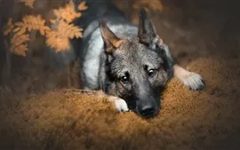壁紙のプレビュー 犬、見て、鼻、顔、目、耳、草、秋