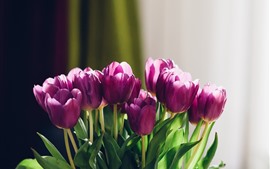 Фиолетовые тюльпаны, цветы, зеленые листья, туманный фон