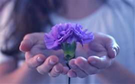 Фиолетовый цветок, гвоздика, руки