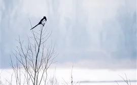 壁紙のプレビュー 小枝、鳥、雪、冬