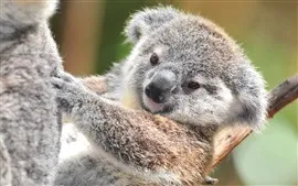 かわいい動物、コアラ、毛皮のような