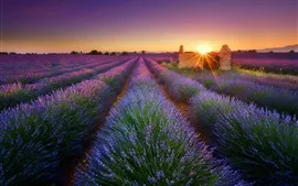 Vista previa del fondo de pantalla Mañana, flores de lavanda púrpura, campo, rayos de sol, salida del sol
