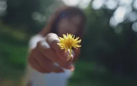 Aperçu fond d'écran Fleur jaune, pétales, main de fille, brumeux, cercles lumineux