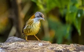 壁紙のプレビュー 一羽の鳥、ほら、木