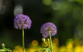 Aperçu fond d'écran Boule de deux fleurs roses, tige, fond brumeux