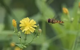 壁紙のプレビュー 黄色い花、蜂、昆虫