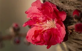 壁紙のプレビュー 紅梅の花、花びら、枝
